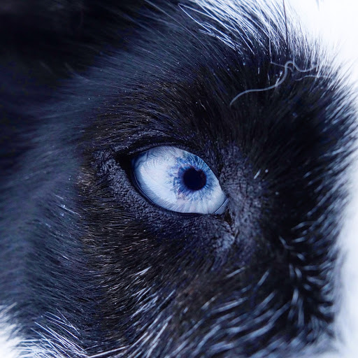 Hetta Huskies Hetta Huskies (Enontekiö)
