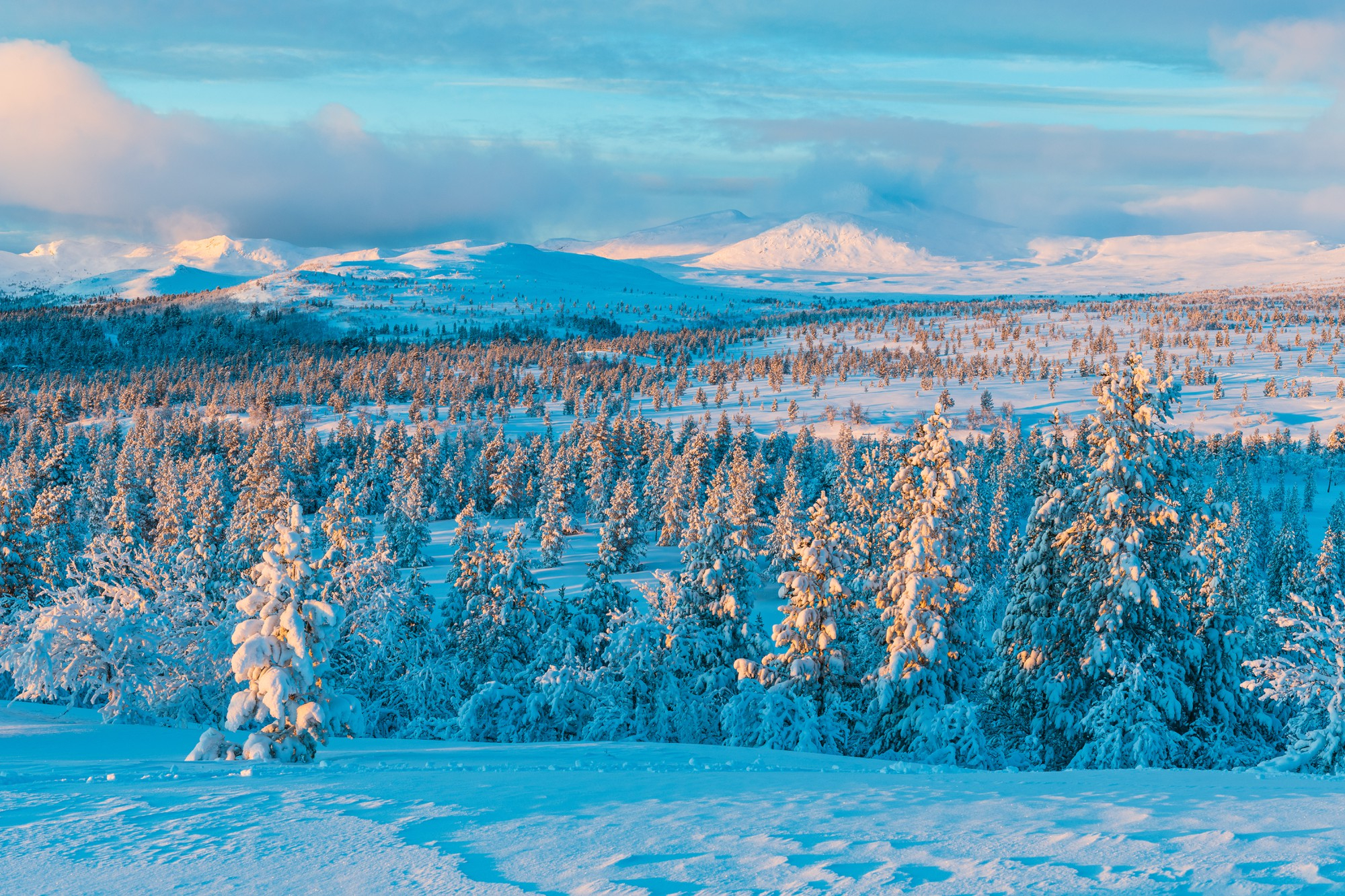 Koli